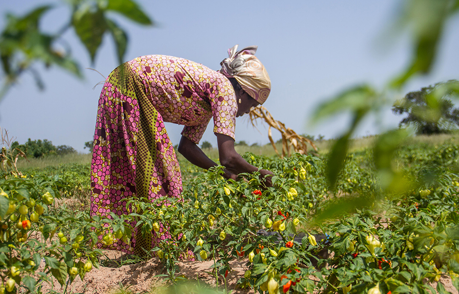 CTA-resources A female African farmer bent over in a field